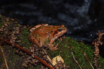 Naklejka premium Toad