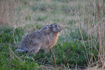 Hare