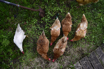 Free range chickens scratching.