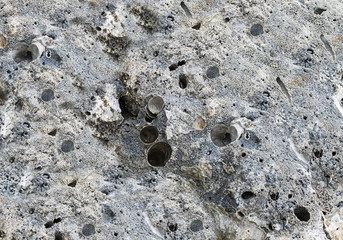 surface gray natural stone with veined shells light base texture