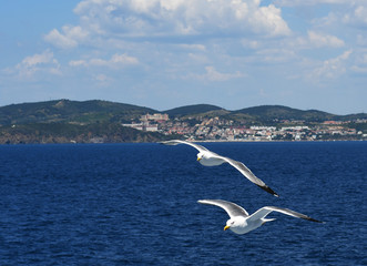 Coppia gabbiani  in volo