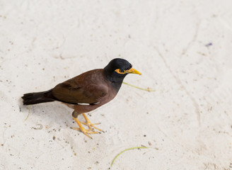 quick talking bird myna exotic thailand animals on a background of fine sand white beach