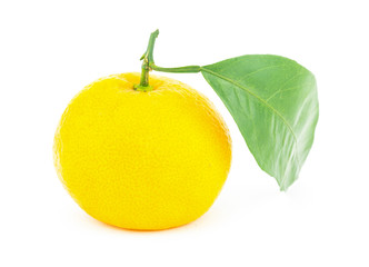 ripe yellow big fruit citrus fruit mandarin with large green leaf isolated background one fruit close-up