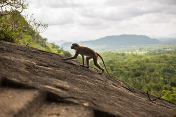 Toque macaque monkey climbing on the hill at Sri Lanka.