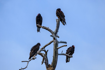 Four Turkey Vultures perched at the top of a dead tree in Payson, Arizona. Clear blue sky is in the background.