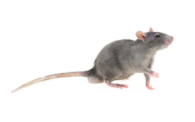 wonderful young timid wary light gray furry rat home pet on white isolated background looks in right frame pulls left front paw greet