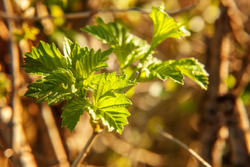 Closeup nature view of green leaf glow in sun on blurred greenery spring or summer background in garden or park with copy space. Natural green plants landscape ecology fresh wallpaper concept