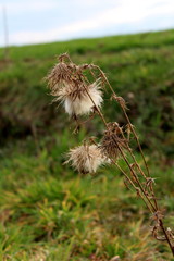 Dried bur weed plant on blurred green grass and blue cloudy sky background on cold winter day