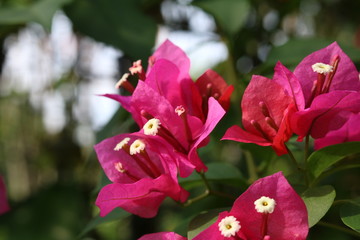 Bougainvillea