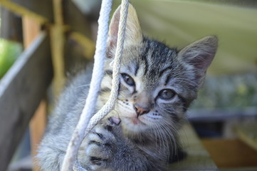 chaton