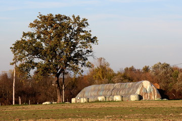 Fototapeta premium Hay in bales put on large pile and covered with nylon under mighty tall tree and surrounded with dried grass and forest vegetation at sunset
