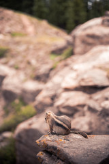 Obraz premium A small, curious chipmunk standing on a rock. 