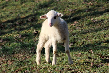 Obraz premium Small white lamb with black eye patches standing on uncut green grass and posing for camera