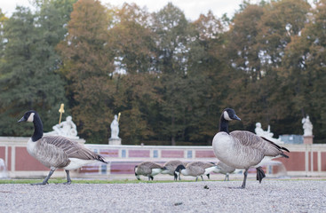 schwäne in nympehenburgpark