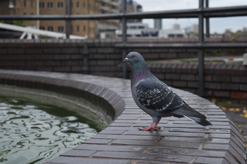 Water Pigeon