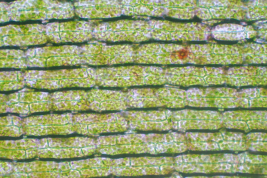 Plant cell under the microscope view