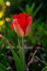 Fototapeta premium Flower red tulip start to bloom buds. Inspirational natural floral spring or summer blooming garden or park under soft sunlight and blurred bokeh background. Colorful blooming ecology nature landscape