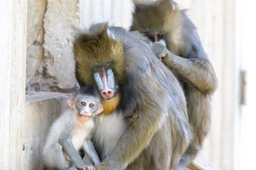 Naklejka premium Mandrill Family in captivity. The mandrill is not only the largest monkey in the world, but it is also one of the most distinctive.