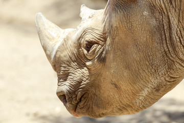 Détails de la tête de rhinocéros noir. Le rhinocéros noir ou rhinocéros à lèvres crochues (Diceros bicornis) est une espèce de rhinocéros originaire d& 39 Afrique orientale et australe.