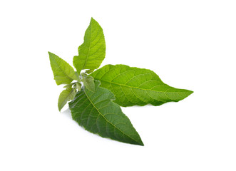 Nan Fui Chao herbal leaves on white background