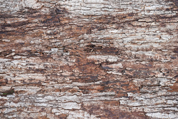 Texture of the wooden background