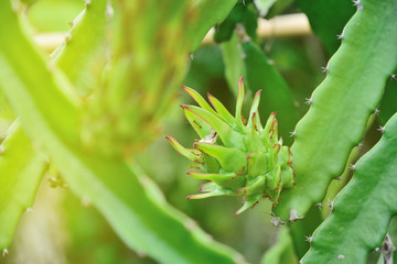 Dragon fruit on plant, Raw Pitaya fruit on tree, A pitaya or pitahaya is the fruit Grows in the tropics ,Light from the sun shines down on Dragon Fruits tree. Thailand.