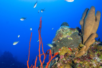 Fototapeta na wymiar A coral reef in tropical water is a habitat to an abundance of marine life. The colorful underwater structure was shot in the Caribbean sea around Grand Cayman