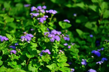 Obraz premium 満開のアゲラタムの花