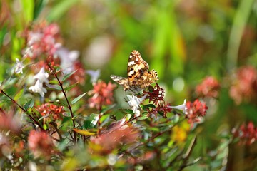 食事中のヒメアカタテハ