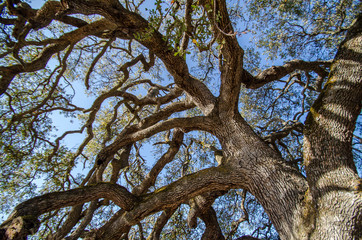 Fototapeta na wymiar Twisting oak tree branches.