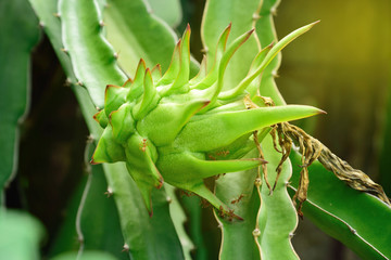 Dragon fruit on plant, Raw Pitaya fruit on tree, A pitaya or pitahaya is the fruit Grows in the tropics ,Light from the sun shines down on Dragon Fruits tree. Thailand.