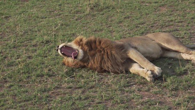 Maned male lion lying on the ground, stretching and yawning.