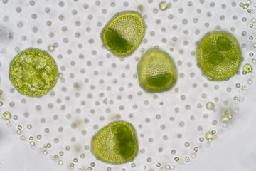 Volvox is a polyphyletic genus of chlorophyte green algae or phytoplankton