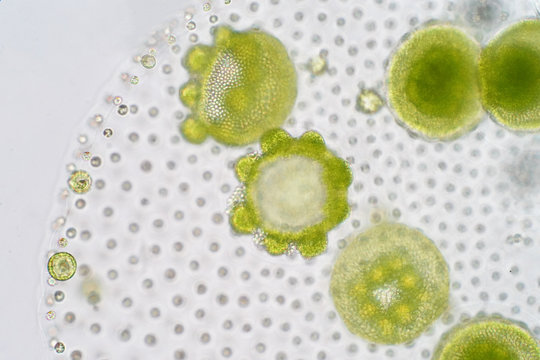 Volvox is a polyphyletic genus of chlorophyte green algae or phytoplankton.