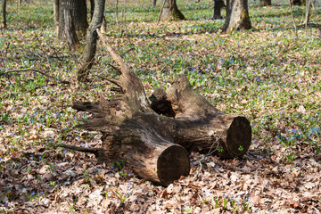 The old stump is surrounded by spring snowdrops. Snowdrops ... the first spring flowers, the first messengers of spring!