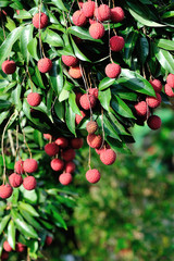 Obraz premium Lychee tropical fruits in growth on tree