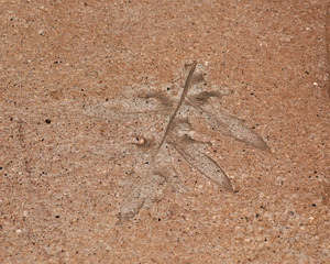 Close up of a fern leaf imprint set in concrete floor surface of the sidewalk. Kids activities and education.