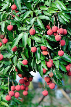 Lychee tropical fruits in growth on tree