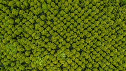 Top view of Forest Mangroves inTung Prong Thong or Golden Mangrove Field at Estuary Pra Sae, Rayong, Thailand