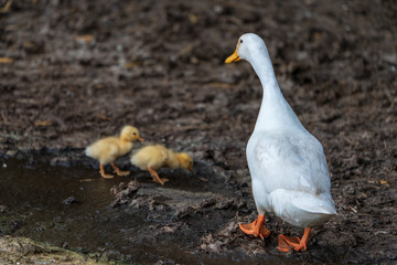 Gans mit Küken