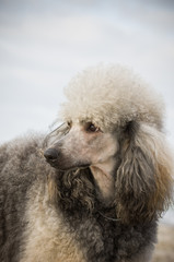 Standard Poodle dog outdoor portrait