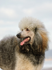 Standard Poodle dog outdoor portrait