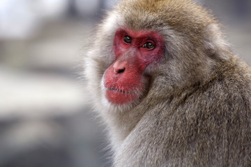 Snow Monkey (Japanese Macaque) near a warm spring in Japan in profile