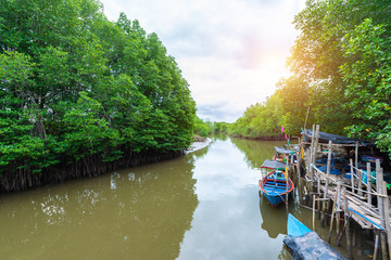 Mangroves inTung Prong Thong or Golden Mangrove Field at Estuary Pra Sae, Rayong, Thailand