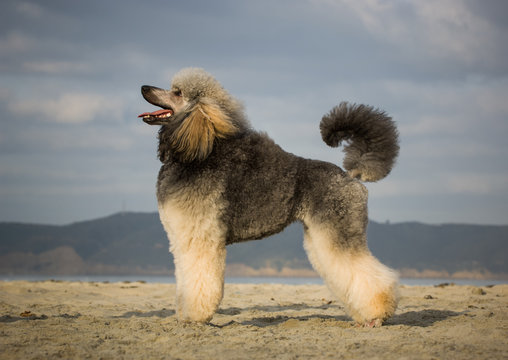 Standard Poodle Dog Outdoor Portrait Standing In Show Stance At Beach