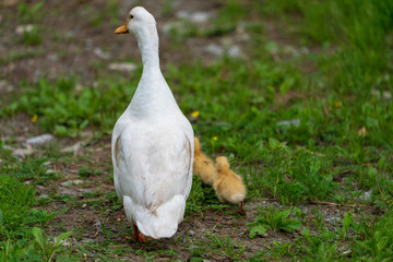 Gans mit Küken