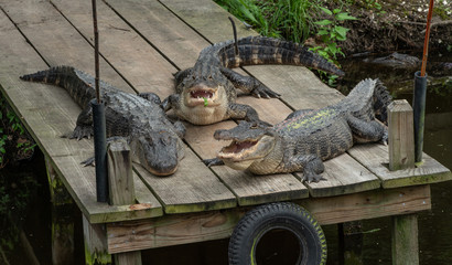 alligator surprise is waiting at your favorite fishing spot