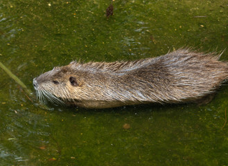 adult beaver is on the move