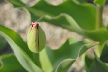 Obraz premium チューリップ つぼみ 素材