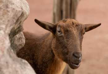 Naklejka na ściany i meble pygmy goat female watches you with curiosity